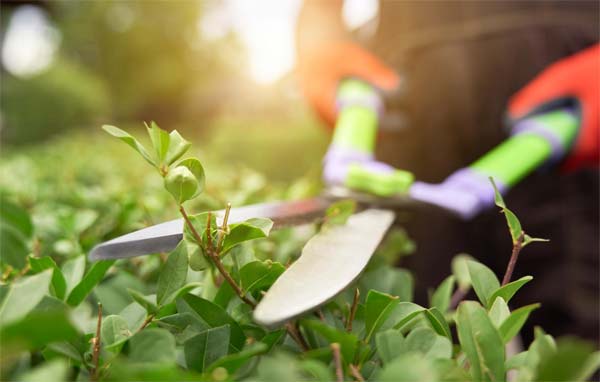 Estrategias de Almacenamiento y Organización para Herramientas de Jardín